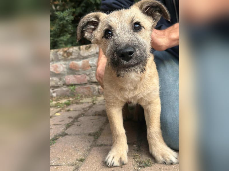 Bumi, geboren 22.07.2025, 30cm sucht liebevolles Zuhause Bumi, geboren 22.07.2025, 30cm sucht liebevolles Zuhause