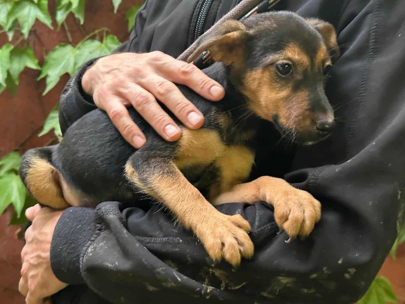 Saki, geboren 26.06.2025, 26cm sucht ihren Platz