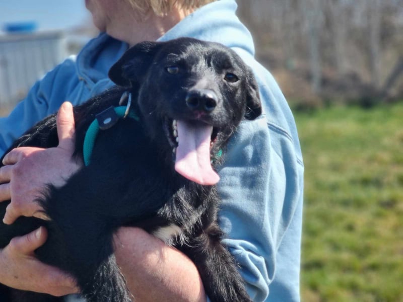Pandur, geb. 03/2024, 42 cm, wünscht sich eine tolle Familie Pandur, geb. 03/2024, 42 cm, wünscht sich eine tolle Familie