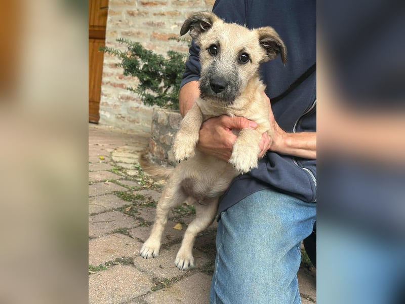 Bumi, geboren 22.07.2025, 30cm sucht liebevolles Zuhause Bumi, geboren 22.07.2025, 30cm sucht liebevolles Zuhause