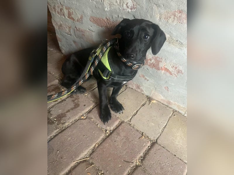 Hedi, geboren 05.01.2025, 33cm sucht ihr Glück