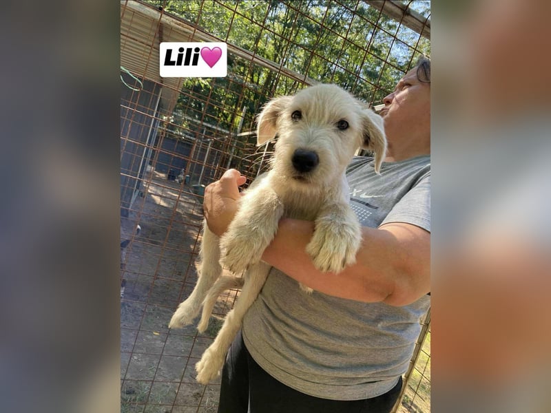 Lili, geboren 17.06.2025, 38cm sucht ihre Chance Lili, geboren 17.06.2025, 38cm sucht ihre Chance