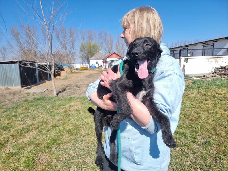 Pandur, geb. 03/2024, 42 cm, wünscht sich eine tolle Familie Pandur, geb. 03/2024, 42 cm, wünscht sich eine tolle Familie