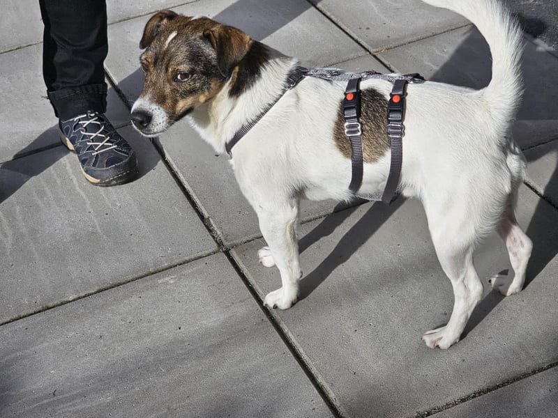 Enzo, geboren 01.10.2021, 35cm sucht neues Zuhause