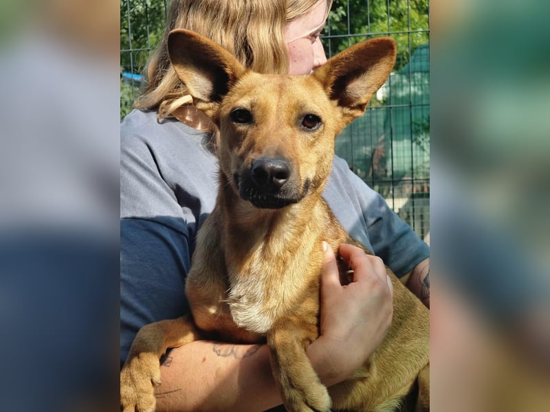 Kubu, geb. 01.06.2024, 40 cm sucht ein Für-Immer-Zuhause