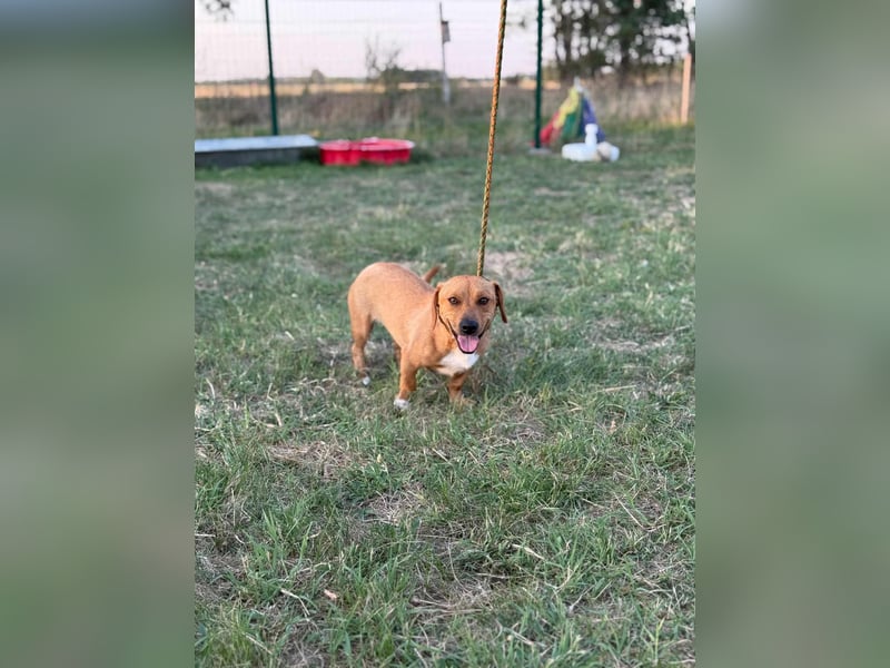 Serafina, geboren 31.10.2024, 30cm sucht ihre Chance Serafina, geboren 31.10.2024, 30cm sucht ihre Chance