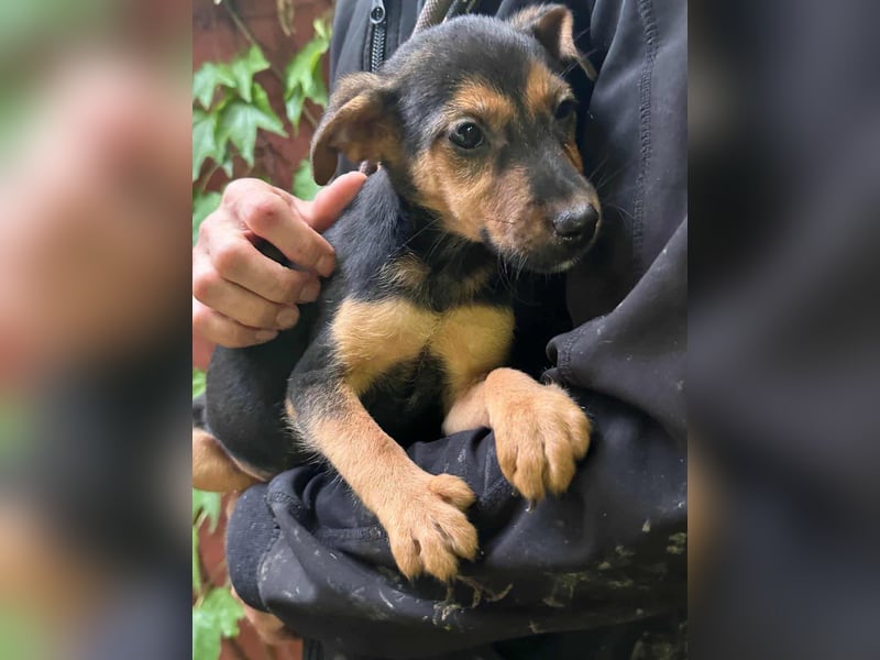 Saki, geboren 26.06.2025, 26cm sucht ihren Platz