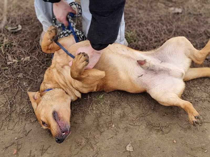 Tino, geb. 03/2023, 35 cm, wünscht sich ein Für-Immer-Zuhause