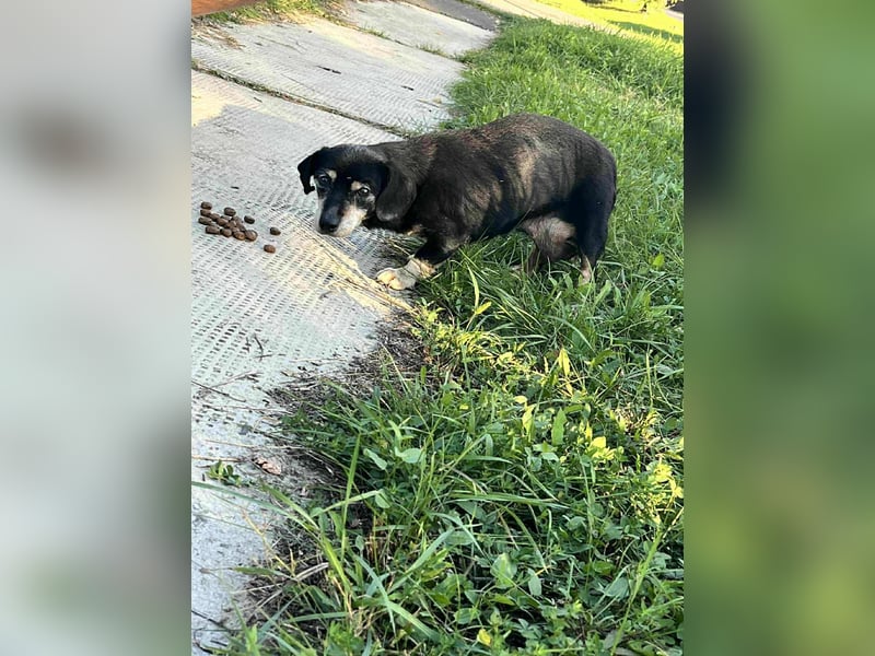 Manna, geboren 17.10.2015 sucht sicheres liebevolles Zuhause