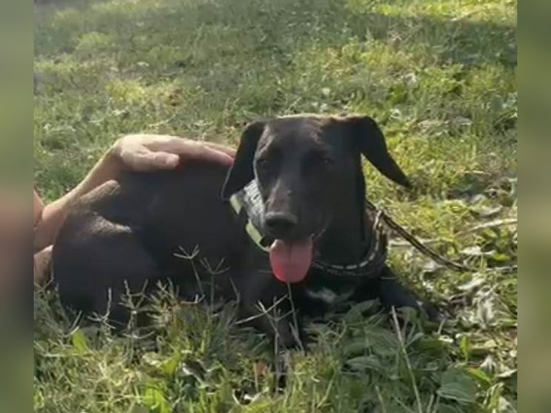 Hedi, geboren 05.01.2025, 33cm sucht ihr Glück