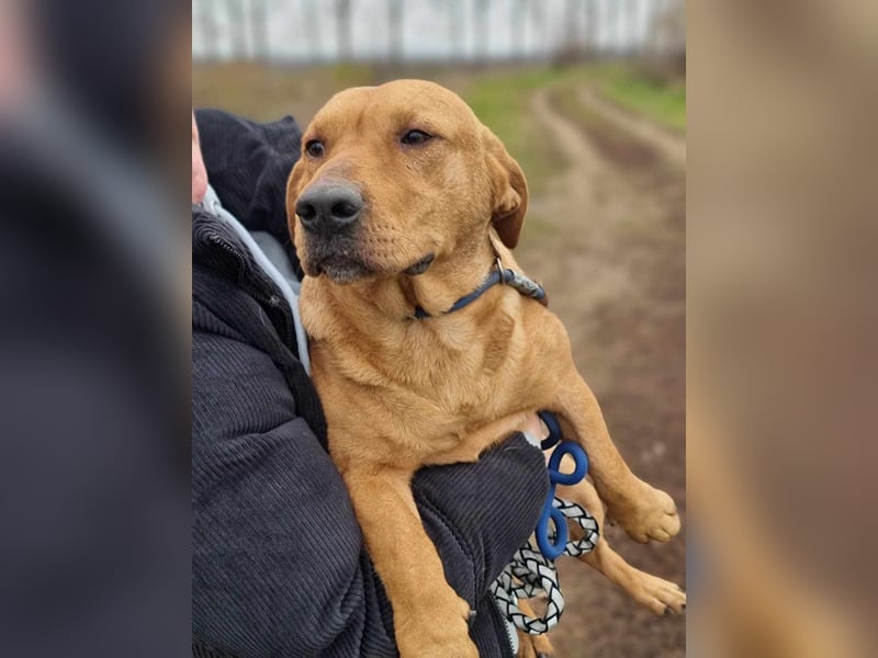 Tino, geb. 03/2023, 35 cm, wünscht sich ein Für-Immer-Zuhause