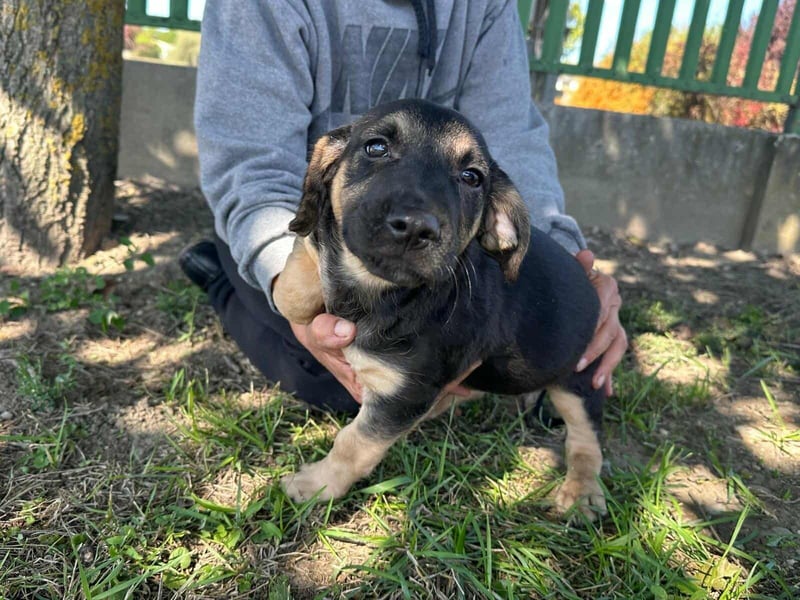 Bendeguz, geboren 15.06.2025, 24cm sucht seine Chance