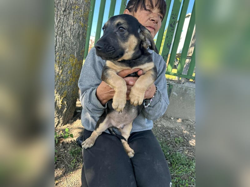 Bendeguz, geboren 15.06.2025, 24cm sucht seine Chance