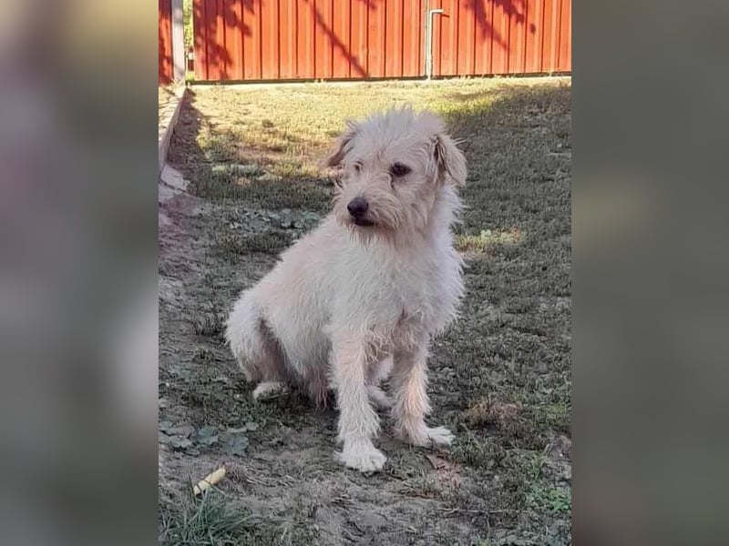 Fredi, 1,5 Jahre, 35cm sucht sein Körbchen