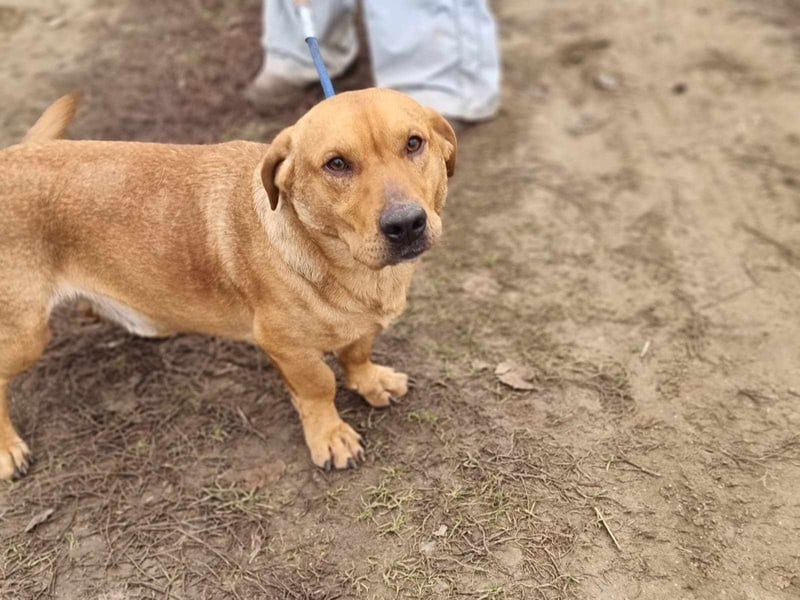 Tino, geb. 03/2023, 35 cm, wünscht sich ein Für-Immer-Zuhause