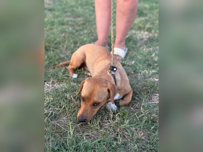 Serafina, geboren 31.10.2024, 30cm sucht ihre Chance Serafina, geboren 31.10.2024, 30cm sucht ihre Chance