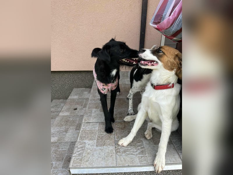 Manka, geboren 01.02.2025, 43cm sucht ihr Zuhause