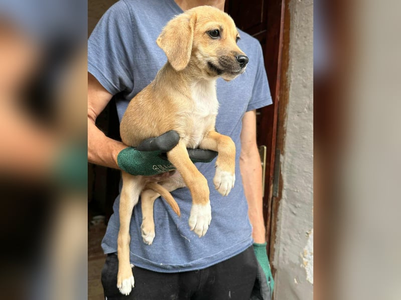 Derby, geboren 02.07.2025, 35cm sucht sein Körbchen (Pflegestelle Deutschland)