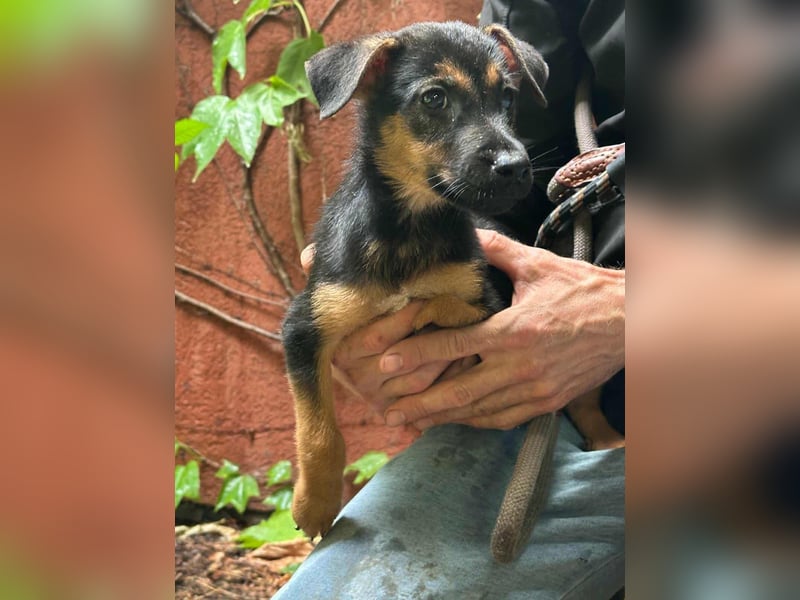 Marko, geboren 26.06.2025, 26cm sucht tierliebe Menschen