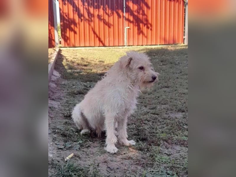 Fredi, 1,5 Jahre, 35cm sucht sein Körbchen