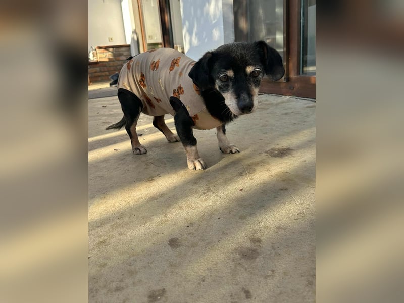 Manna, geboren 17.10.2015 sucht sicheres liebevolles Zuhause