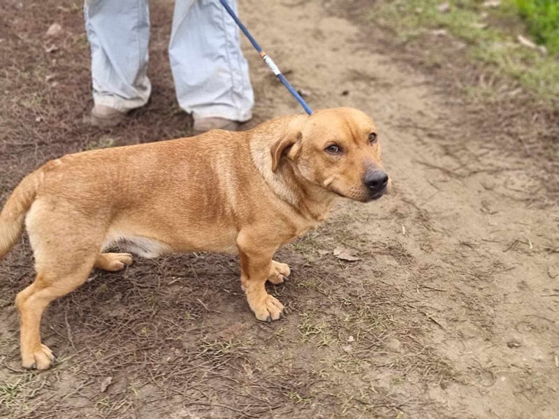 Tino, geb. 03/2023, 35 cm, wünscht sich ein Für-Immer-Zuhause