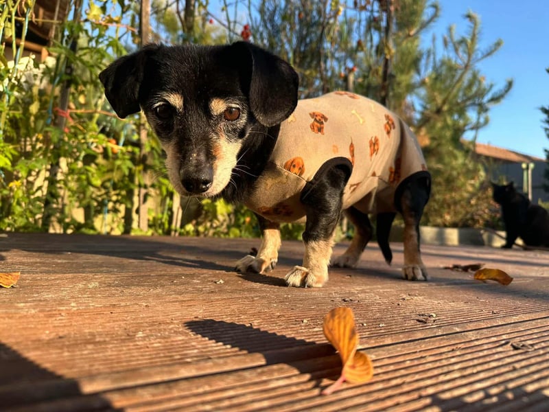 Manna, geboren 17.10.2015 sucht sicheres liebevolles Zuhause