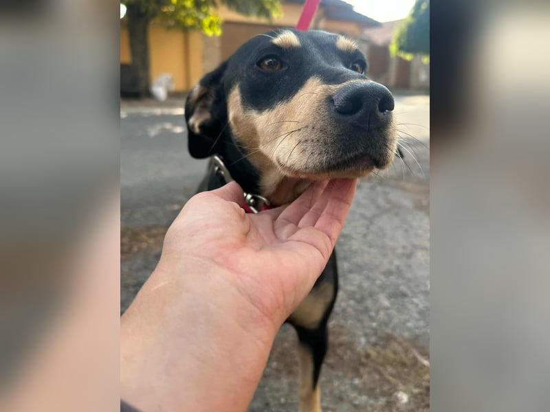 Bella, geboren 05.07.2022, 42cm sucht ihr Zuhause