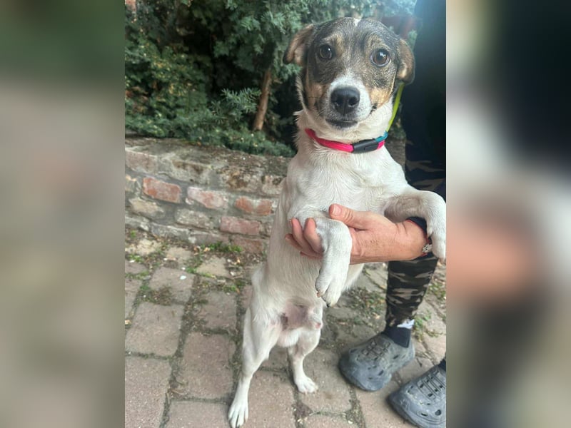 Enzo, geboren 01.10.2021, 35cm sucht sein Zuhause