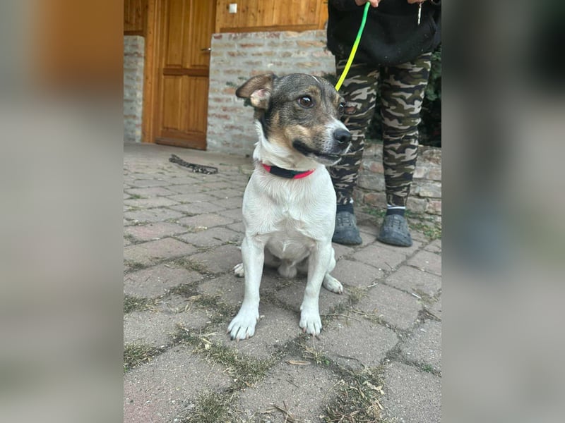 Enzo, geboren 01.10.2021, 35cm sucht sein Zuhause