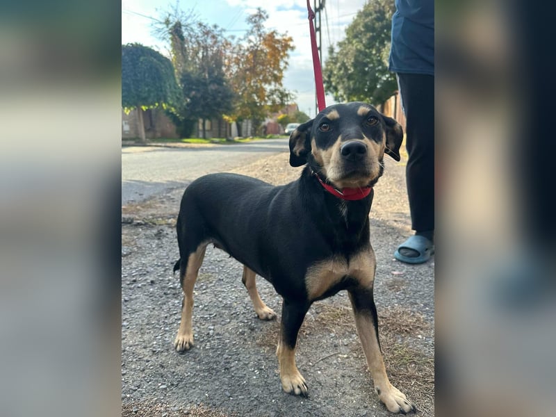 Bella, geboren 05.07.2022, 42cm sucht ihr Zuhause