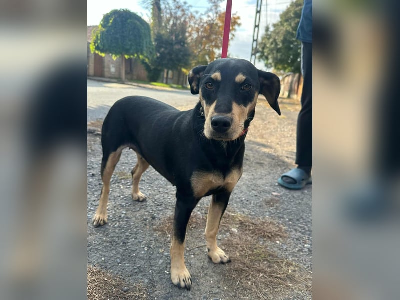 Bella, geboren 05.07.2022, 42cm sucht ihr Zuhause