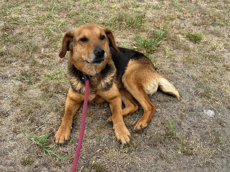 Tobi, geboren 01.04.2020, 40cm sucht sein Körbchen