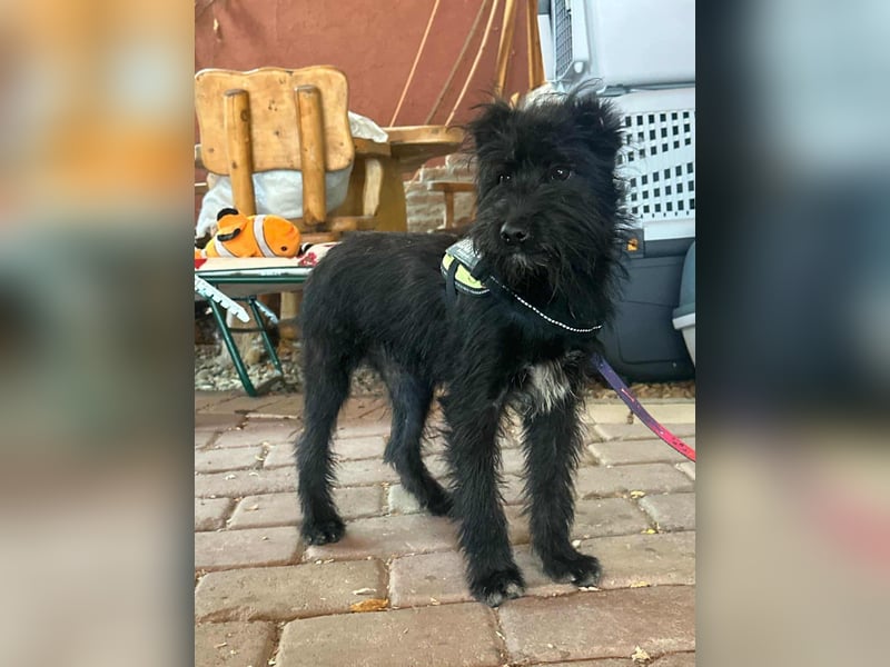 Aramis, geboren 15.04.2025, 37cm sucht sein großes Glück