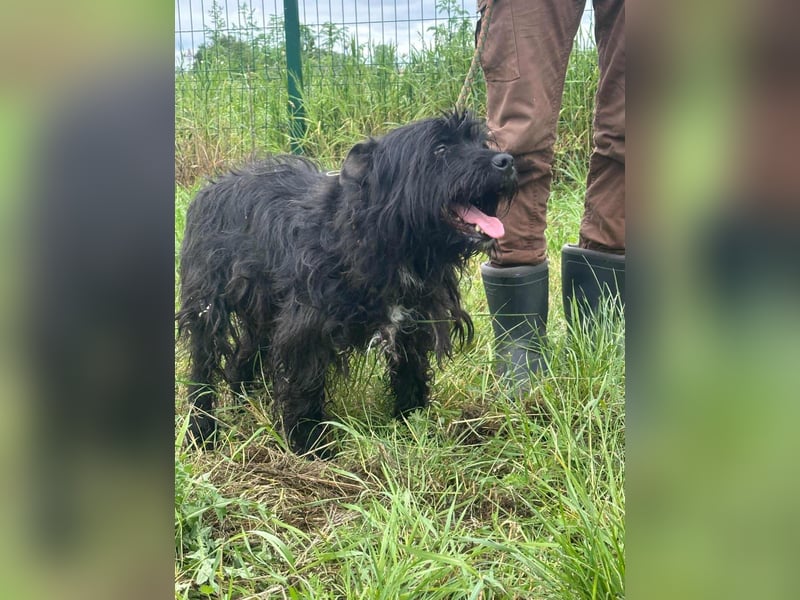 Rambo, geboren 01.03.2023, 42cm sucht sein für immer Zuhause