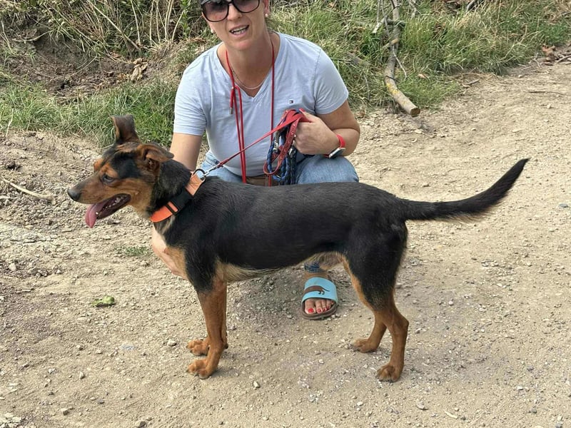 Palco, 2 Jahre, 40cm sucht sein für immer Zuhause Palco, 2 Jahre, 40cm sucht sein für immer Zuhause