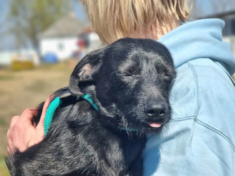 Pandur, geb. 03/2024, 42 cm, wünscht sich eine tolle Familie Pandur, geb. 03/2024, 42 cm, wünscht sich eine tolle Familie