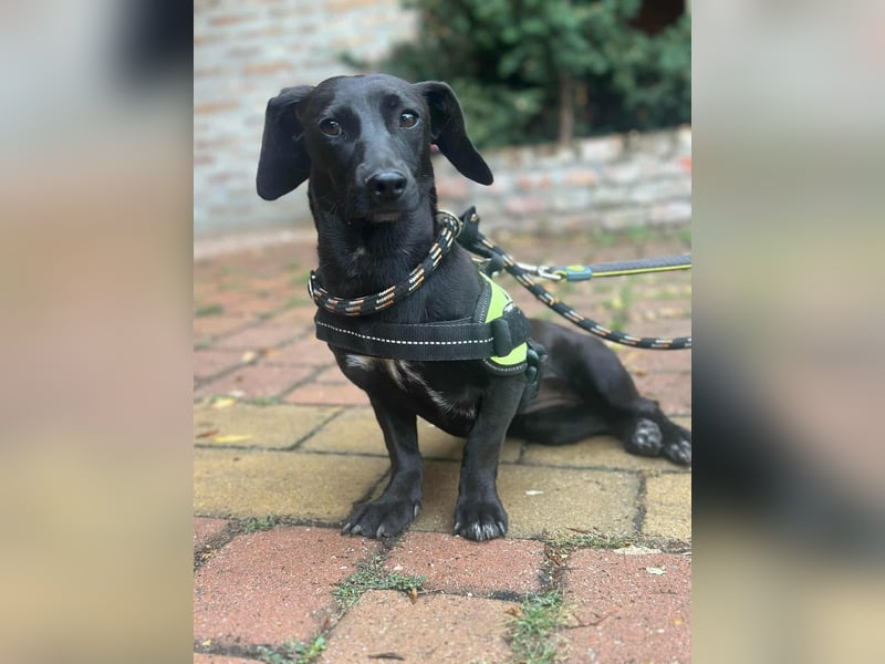 Hedi, geboren 05.01.2025, 33cm sucht ihr Glück