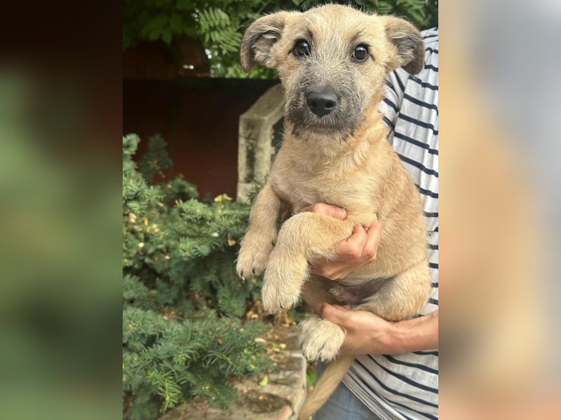 Bumi, geboren 22.07.2025, 30cm sucht liebevolles Zuhause Bumi, geboren 22.07.2025, 30cm sucht liebevolles Zuhause