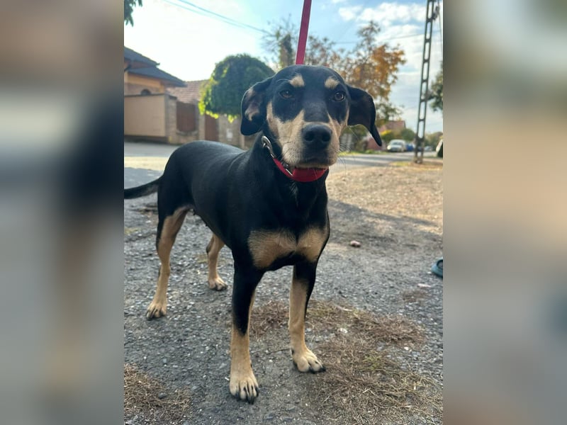 Bella, geboren 05.07.2022, 42cm sucht ihr Zuhause