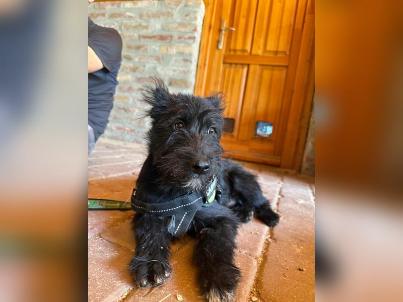 Athos, geboren 15.04.2025, 39cm sucht Geborgenheit