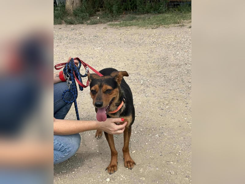 Palco, 2 Jahre, 40cm sucht sein für immer Zuhause Palco, 2 Jahre, 40cm sucht sein für immer Zuhause
