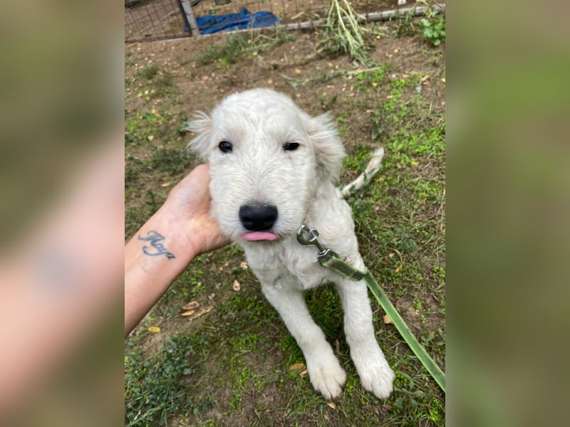 Fanny, geboren 17.06.2025, 39cm sucht ihre Menschen