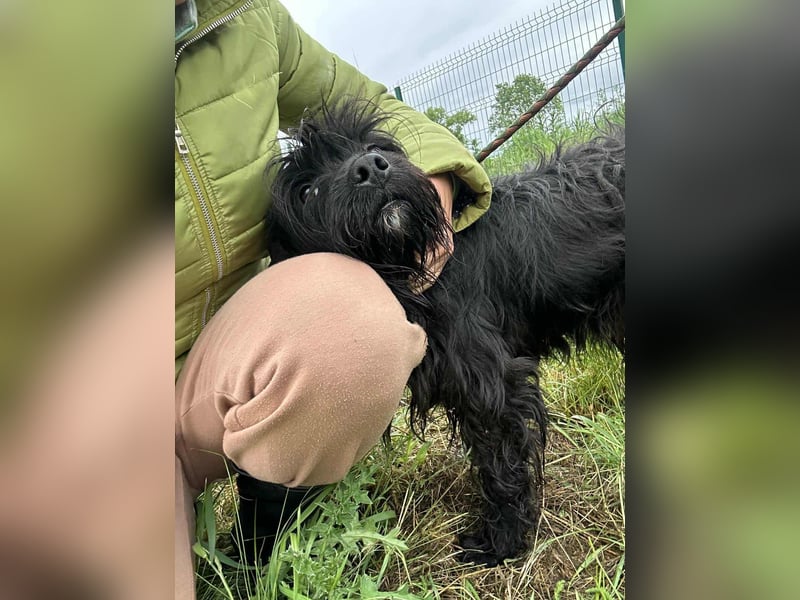 Rambo, geboren 01.03.2023, 42cm sucht sein für immer Zuhause