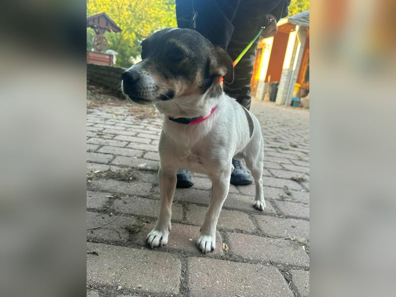 Enzo, geboren 01.10.2021, 35cm sucht sein Zuhause