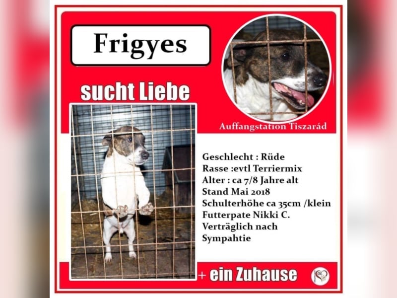 Frigyes
