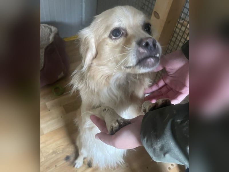 Leo - charmant mit Unterbiss ❤️