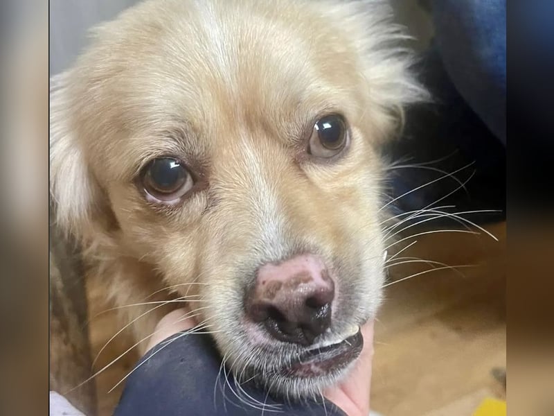 Leo - charmant mit Unterbiss ❤️