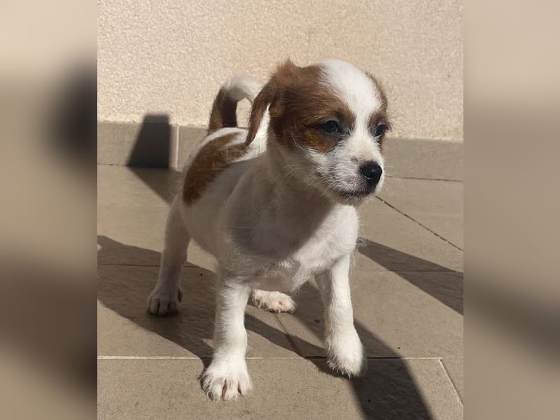 Wer möchte dem kleinen Flou ein Zuhause schenken?