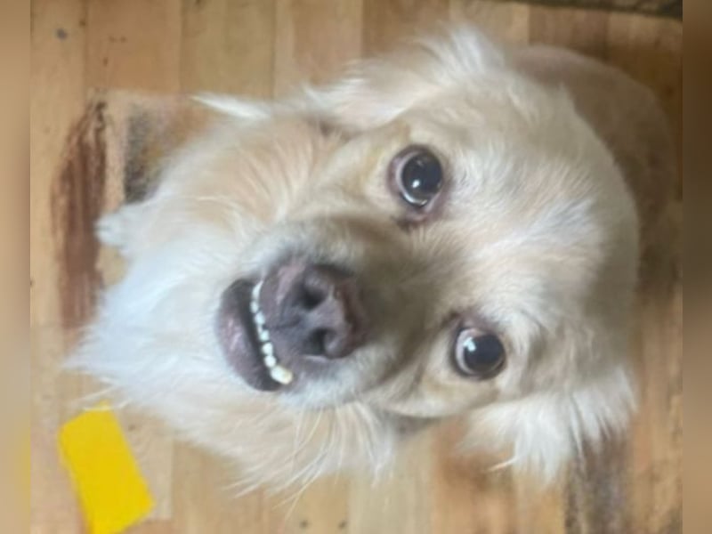 Leo - charmant mit Unterbiss ❤️